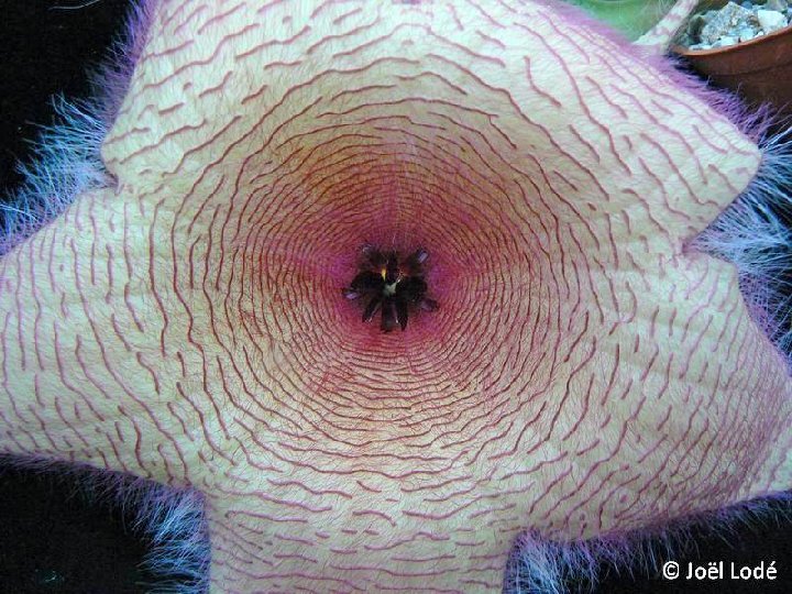 Stapelia gigantea ©JL P1310156